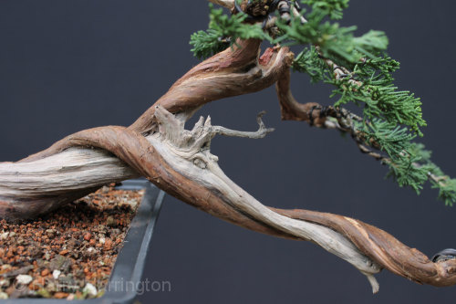 juniper bonsai